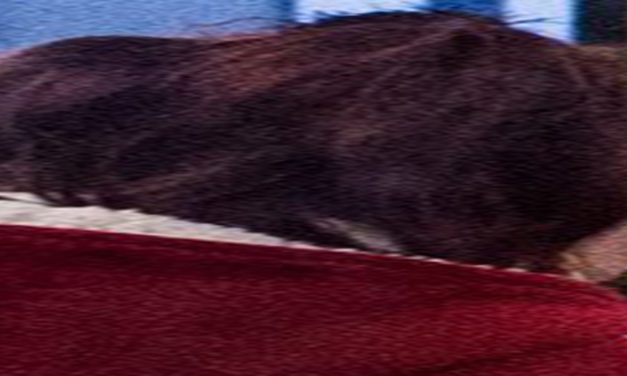 <span class="entry-title-primary">Névmutató</span> <span class="entry-subtitle">A Szabad Magyar Szó versrovatának szerzői katalógusa</span>