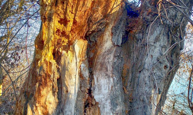 Felkészültél az uniós csatlakozásra?