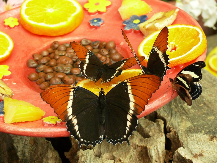 Újra megnyílik a trópusi lepkekert a szegedi egyetemi füvészkertben
