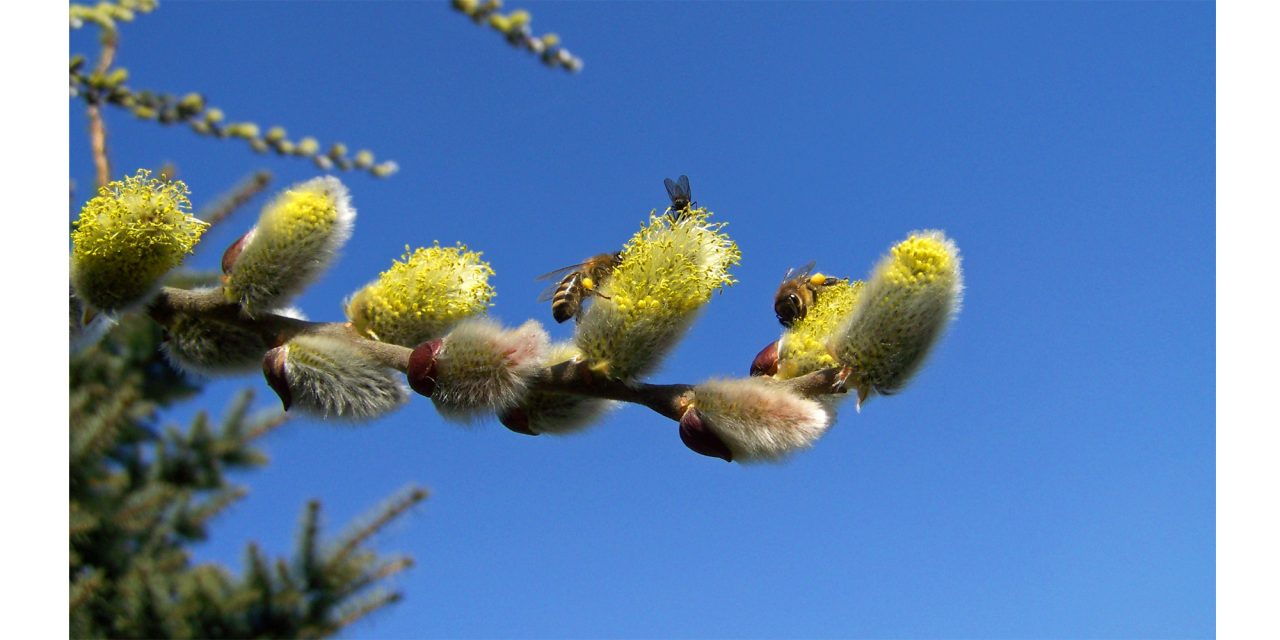 <span class="entry-title-primary">Virágos vasárnap</span> <span class="entry-subtitle">Torokfájás ellen barkát rágcsálhatunk</span>