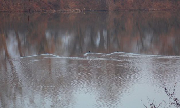 Mit hoz(hat) nekünk az Európai Unió?