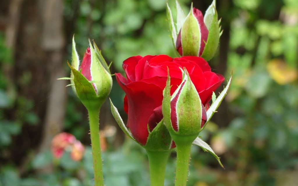 Tisztelgés rózsabimbók előtt