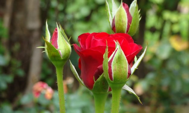 Tisztelgés rózsabimbók előtt