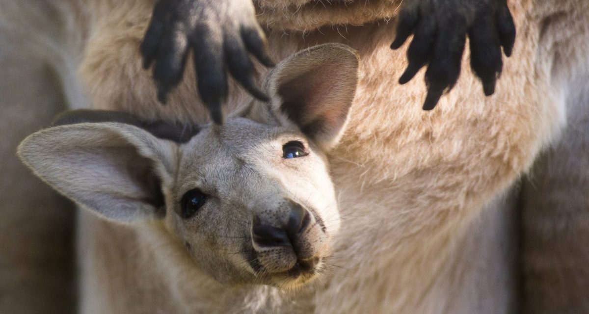 <span class="entry-title-primary">Vörös óriáskenguruk születtek Magyarországon</span> <span class="entry-subtitle">Akár óránkénti ötven kilométeres sebességgel is képesek ugrálni</span>