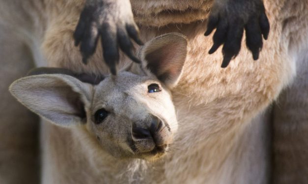 <span class="entry-title-primary">Vörös óriáskenguruk születtek Magyarországon</span> <span class="entry-subtitle">Akár óránkénti ötven kilométeres sebességgel is képesek ugrálni</span>