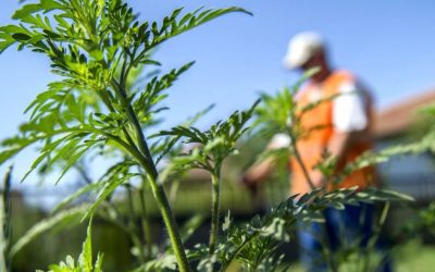 „Az állam nem irtja a parlagfüvet, a gazdák igen”