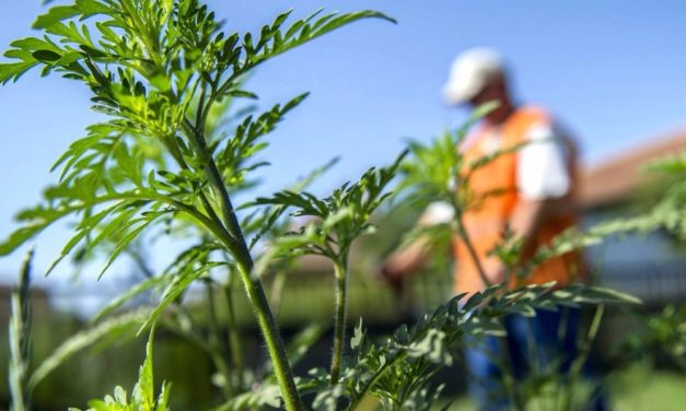 „Az állam nem irtja a parlagfüvet, a gazdák igen”