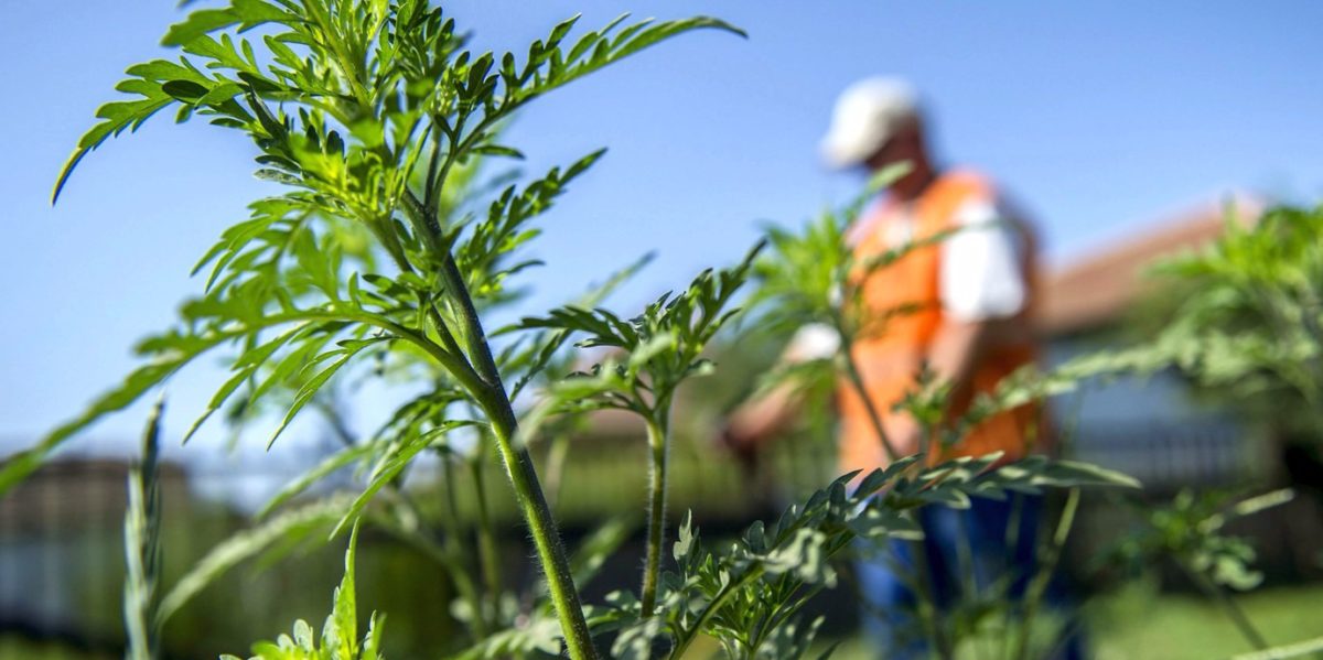 „Az állam nem irtja a parlagfüvet, a gazdák igen”