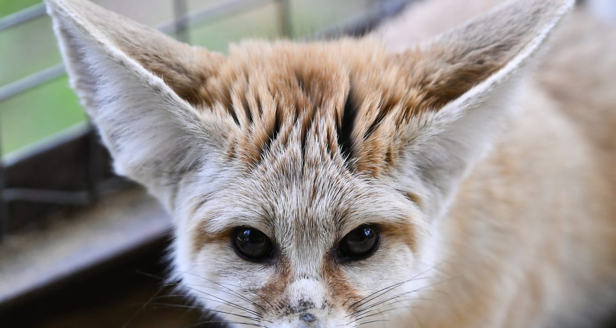 Sivatagi rókákat láttak Debrecenben