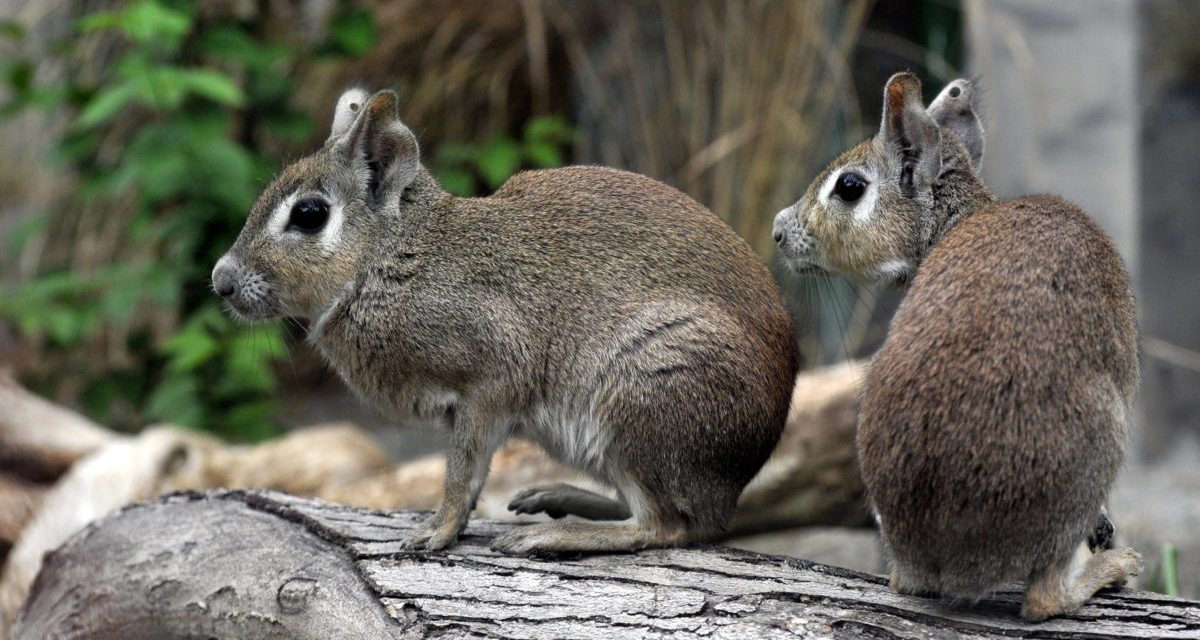 <span class="entry-title-primary">Törpe marák érkeztek Budapestre</span> <span class="entry-subtitle">Ezt a Dél-Amerikában honos rágcsálófélét még soha nem tartották magyarországi állatkertben</span>