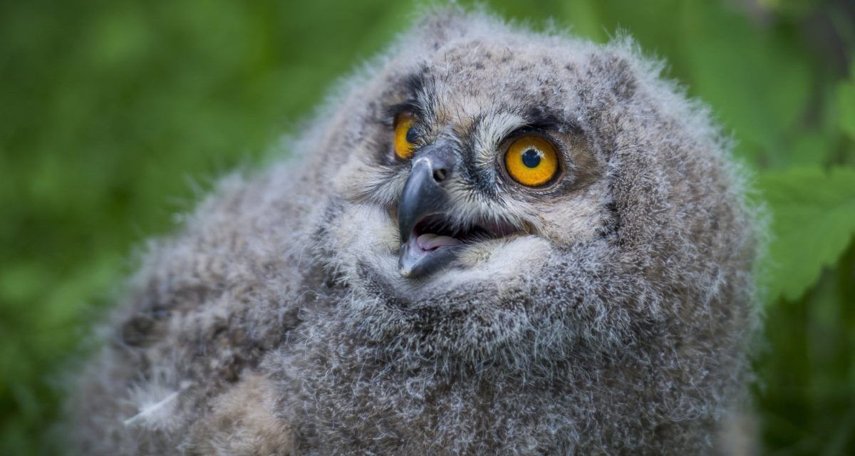 <span class="entry-title-primary">Uhufióka kelt ki a veszprémi állatkertben</span> <span class="entry-subtitle">Az Európában és Ázsiában őshonos madár kerüli az emberlakta területeket</span>