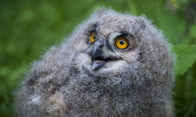 <span class="entry-title-primary">Uhufióka kelt ki a veszprémi állatkertben</span> <span class="entry-subtitle">Az Európában és Ázsiában őshonos madár kerüli az emberlakta területeket</span>