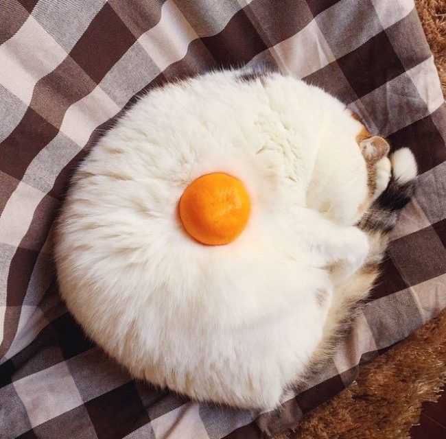 Szőrös tükörtojás