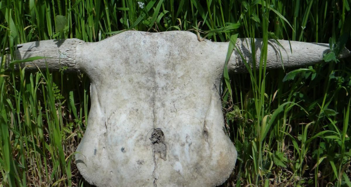 <span class="entry-title-primary">Bajnoki párviaDAL a sikerről és a kudarcról…</span> <span class="entry-subtitle">Lukáts János verse</span>