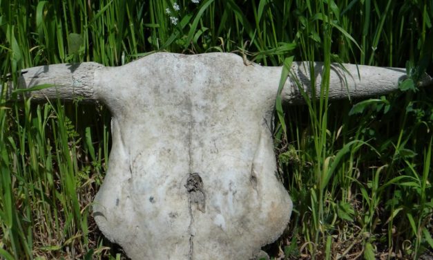 <span class="entry-title-primary">Bajnoki párviaDAL a sikerről és a kudarcról…</span> <span class="entry-subtitle">Lukáts János verse</span>