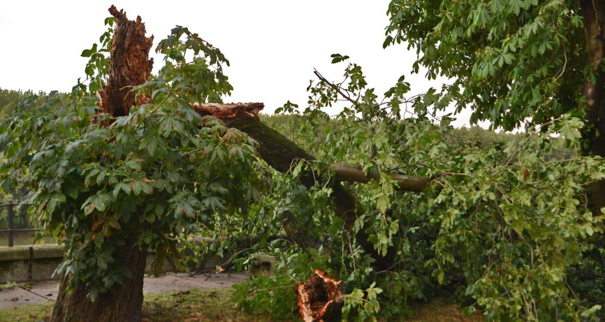 A zentai vihar képekben
