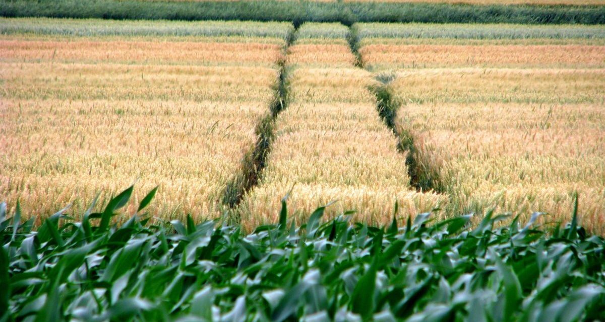 Gabonanapok: A korábbi vetésű árpát már aratják (FOTÓGALÉRIA)