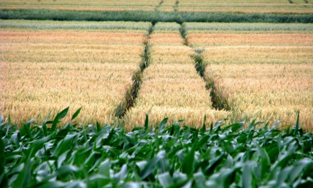 Gabonanapok: A korábbi vetésű árpát már aratják (FOTÓGALÉRIA)