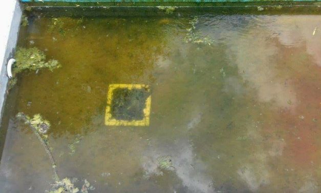 <span class="entry-title-primary">Valamit visz a kanizsai víz</span> <span class="entry-subtitle">Milyen állapotban várja a Tisza-parti medence a fürdőzni vágyókat?</span>