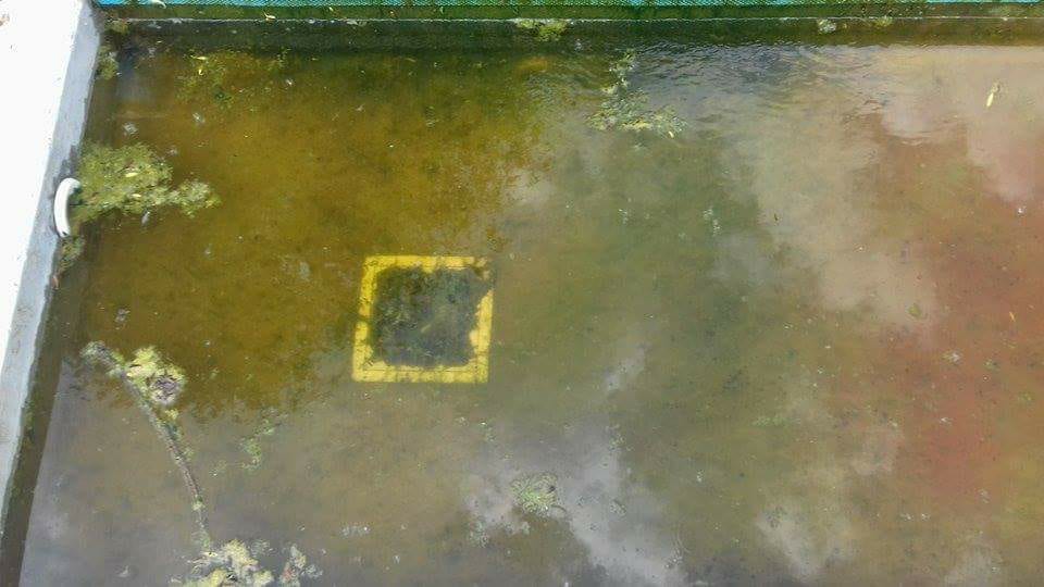 <span class="entry-title-primary">Valamit visz a kanizsai víz</span> <span class="entry-subtitle">Milyen állapotban várja a Tisza-parti medence a fürdőzni vágyókat?</span>