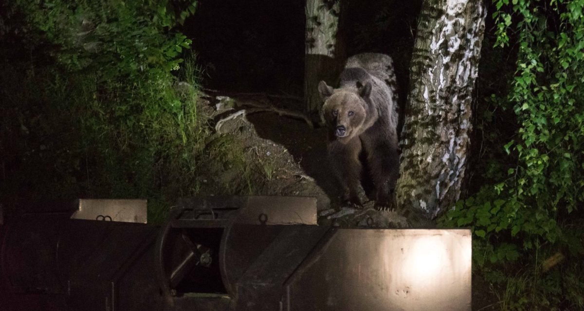 Kilőtték az egyik medvét Székelyföldön