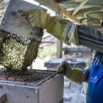 Elegük van a méhészeknek