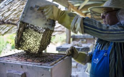 Elegük van a méhészeknek