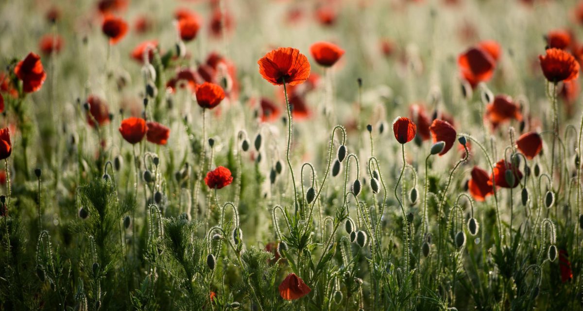 Majdnem olyan hiteles, mint egy Penovác-festmény