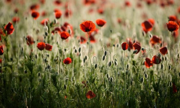 Majdnem olyan hiteles, mint egy Penovác-festmény