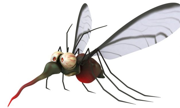 Kedvez az időjárás a szúnyogok kifejlődésének