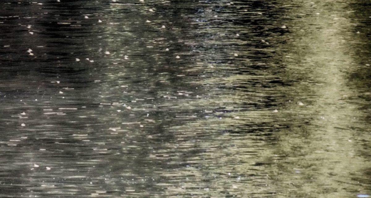 Zenta: Kezdődik a Tiszavirág Fesztivál!