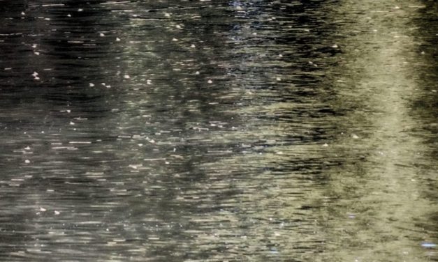 Zenta: Kezdődik a Tiszavirág Fesztivál!