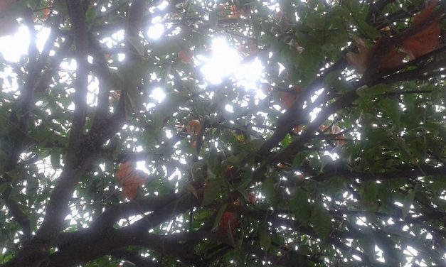 <span class="entry-title-primary">Ikszeléseink</span> <span class="entry-subtitle">Horváth Ferenc verse</span>