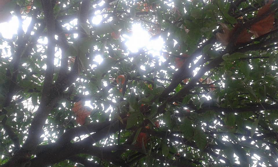 <span class="entry-title-primary">Ikszeléseink</span> <span class="entry-subtitle">Horváth Ferenc verse</span>