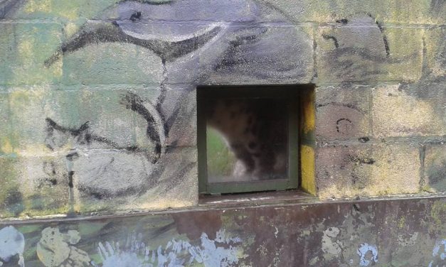 <span class="entry-title-primary">A költő</span> <span class="entry-subtitle">Doncsev Toso verse</span>