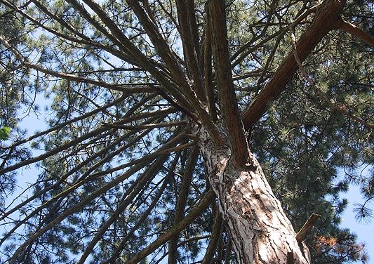 <span class="entry-title-primary">Barackvirág</span> <span class="entry-subtitle">Tolnai Ottó verse</span>