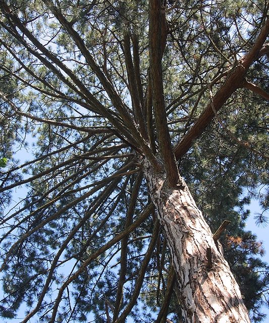 <span class="entry-title-primary">Barackvirág</span> <span class="entry-subtitle">Tolnai Ottó verse</span>