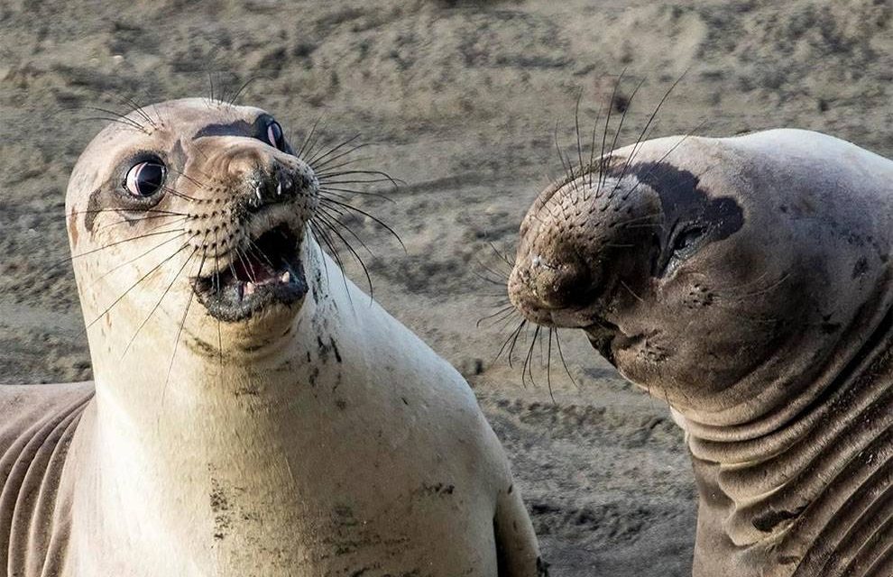 Mit nem mond, szomszéd?! – avagy a meglepett elefántfóka