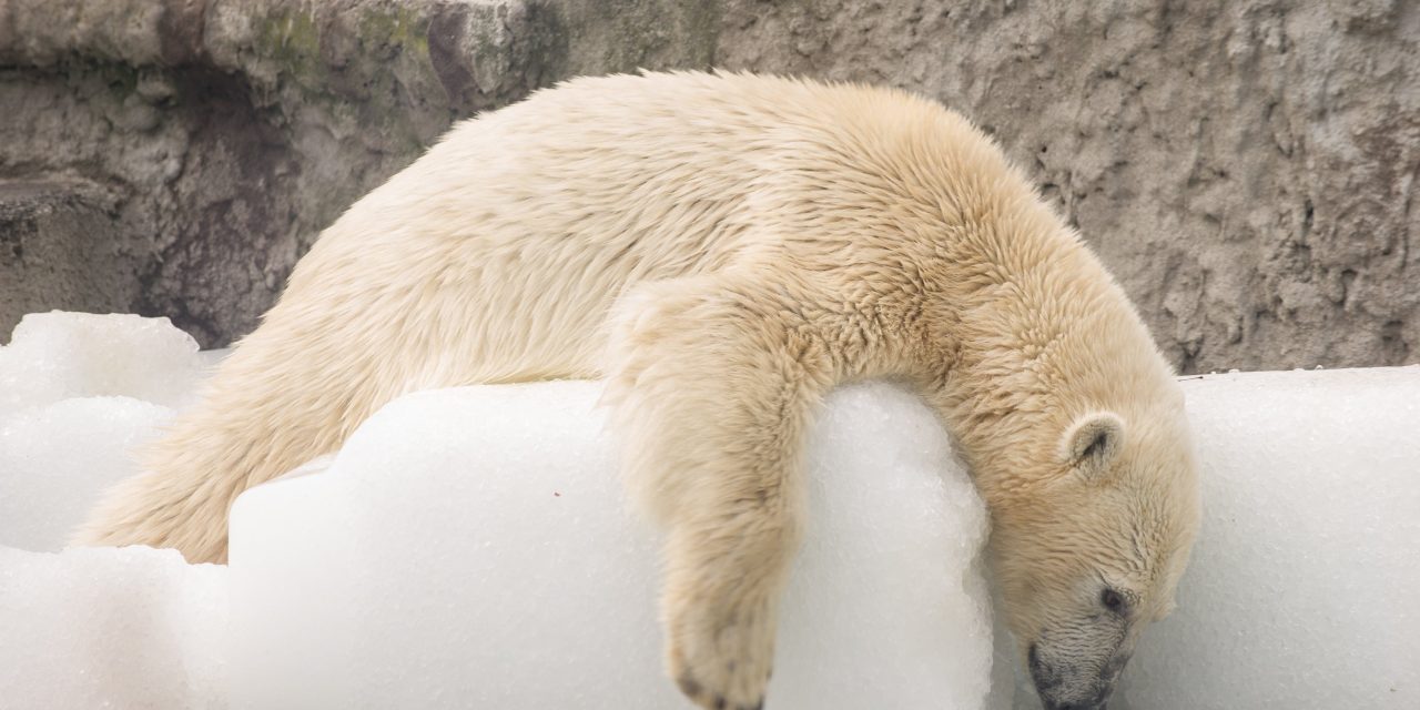 Jégtömbökkel kedveskedtek a jegesmaciknak