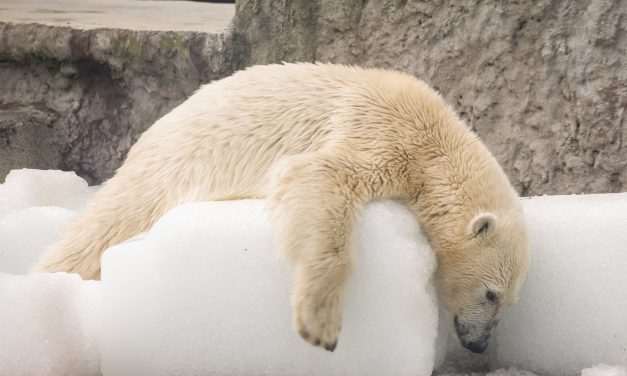 Jégtömbökkel kedveskedtek a jegesmaciknak