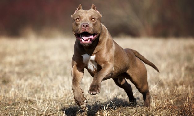 Pitbullok haraptak meg egy asszonyt és egy gyereket