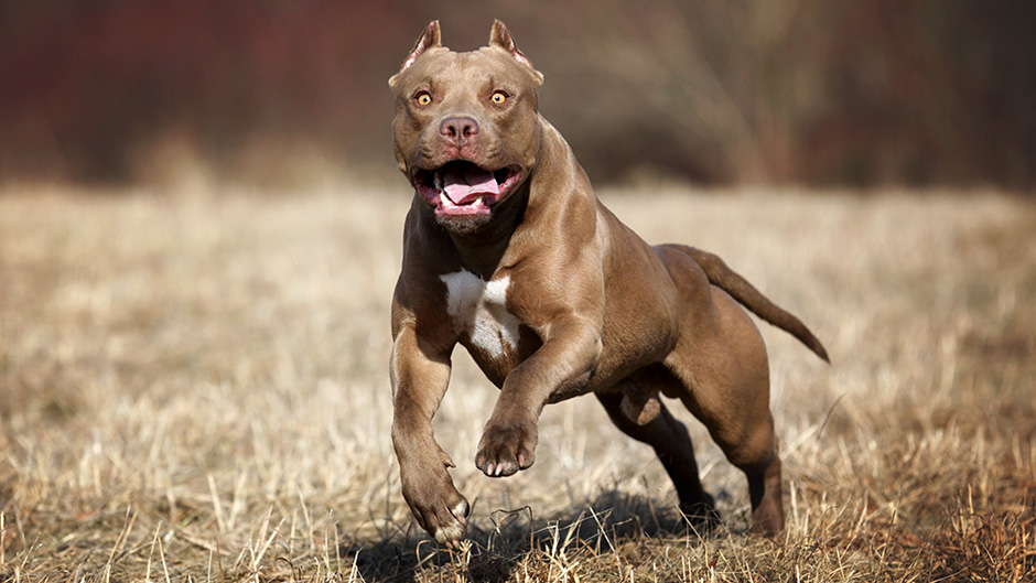 Pitbullok haraptak meg egy asszonyt és egy gyereket