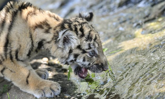 Szibériai tigriskölyök Debrecenben