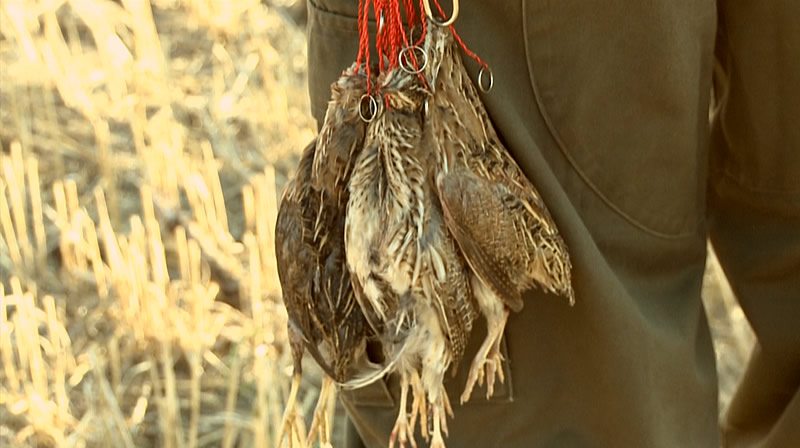 A vadőr is orvvadászott a fürjekre