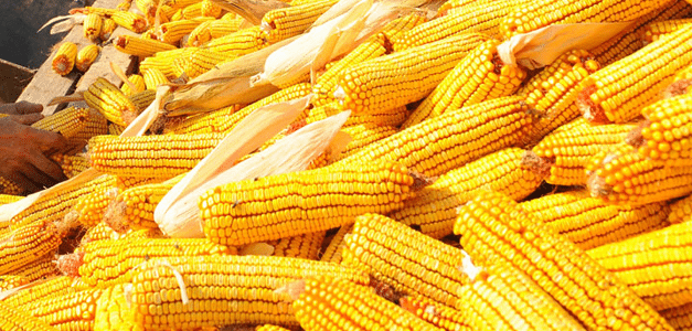 Megfelezte a kukoricatermést a szárazság