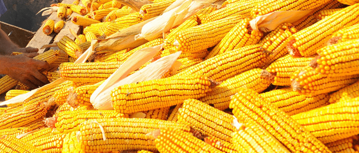 Megfelezte a kukoricatermést a szárazság