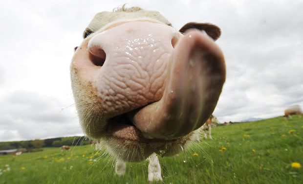 Ventilátort a teheneknek!