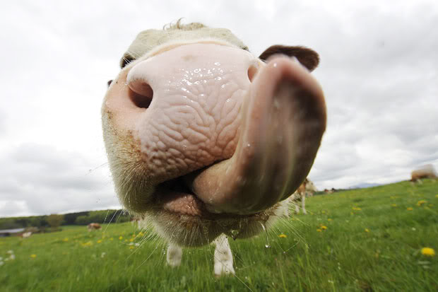 Ventilátort a teheneknek!