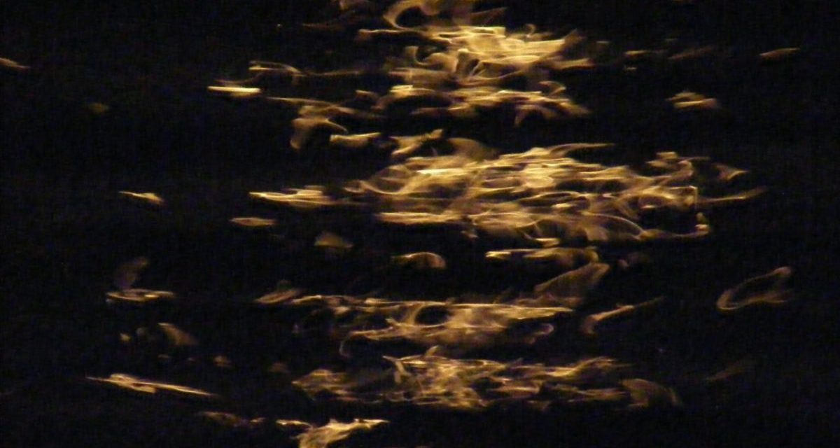 <span class="entry-title-primary">a teknőc avagy könnyű-nehéz</span> <span class="entry-subtitle">Jozefina Dautbegović Krajinović verse</span>