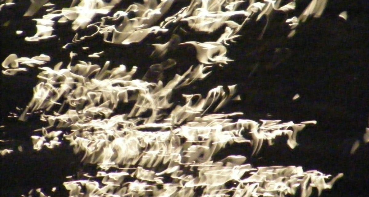 <span class="entry-title-primary">a vad és az orvvadász</span> <span class="entry-subtitle">Jozefina Dautbegović Krajinović prózaverse</span>